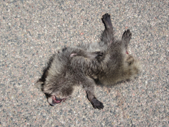 http://www.christophfischer.ch/files/gimgs/th-24_24_054racoonimg3473.jpg