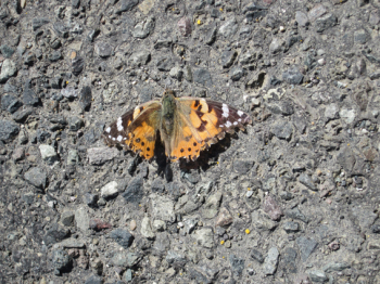 http://www.christophfischer.ch/files/gimgs/th-24_24_062butterflyimg7806.jpg