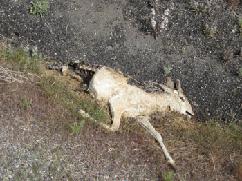 http://www.christophfischer.ch/files/gimgs/th-24_24_084deerimg9377.jpg