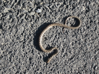http://www.christophfischer.ch/files/gimgs/th-24_24_169snakeimg0301.jpg