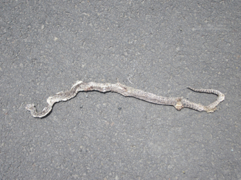 http://www.christophfischer.ch/files/gimgs/th-24_24_180snakeimg0399.jpg
