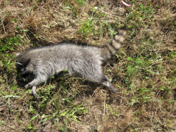 http://www.christophfischer.ch/files/gimgs/th-24_24_197racoonimg1800.jpg