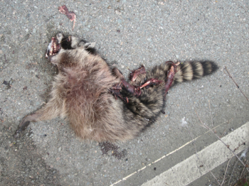 http://www.christophfischer.ch/files/gimgs/th-24_24_218racoonimg2463.jpg