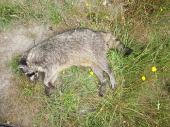 http://www.christophfischer.ch/files/gimgs/th-24_24_220racoonimg2490.jpg