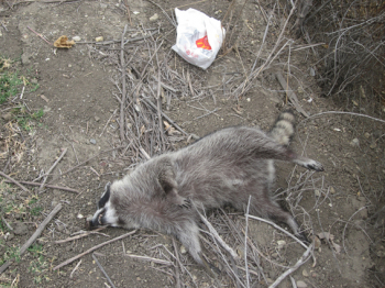 http://www.christophfischer.ch/files/gimgs/th-24_24_227racoonimg2050.jpg